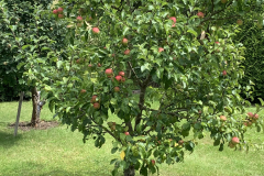 Garten 75/4