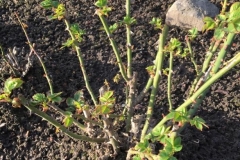 img-20200116-wa00036087119834173566720